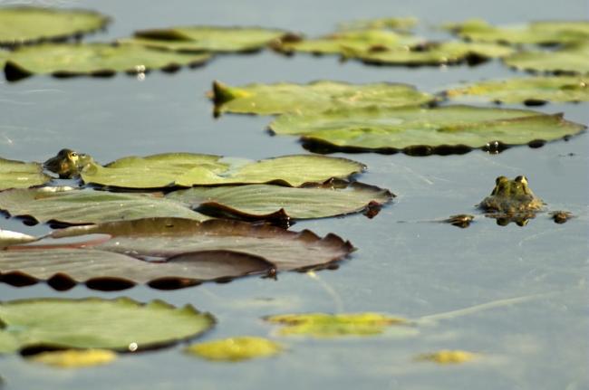 Laurent Mignaux / Terra 